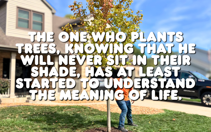 The one who plants trees, knowing that he will never sit in their shade, has at least started to understand the meaning of life. Image of an Autumn Blaze Maple tree being planted in a front yard.